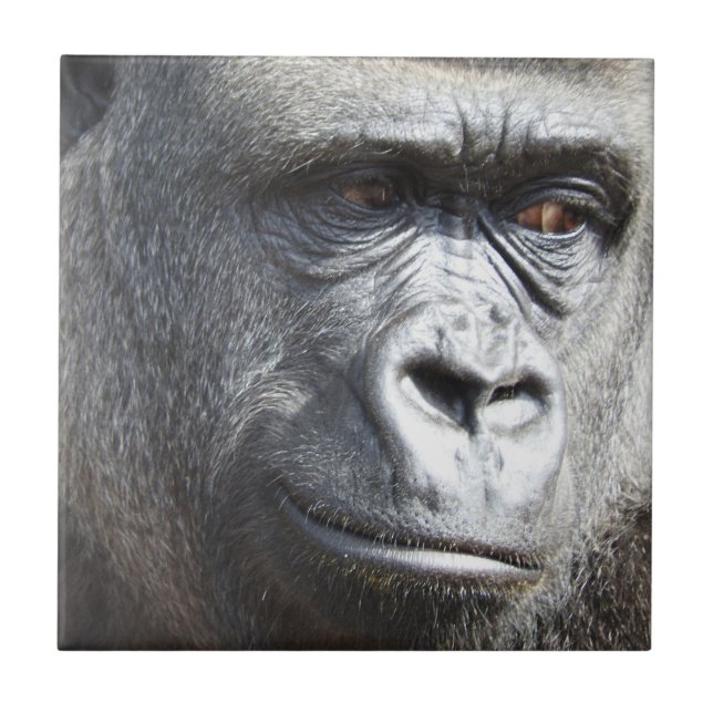 Teja del gorila (Frente)