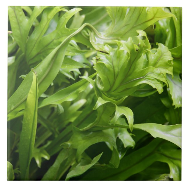 Teja del helecho de la espina de pescado (Frente)