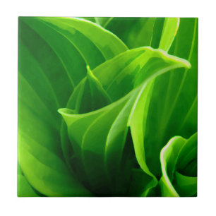 Teja del Hosta