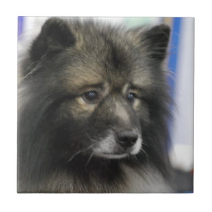 Teja del Keeshond