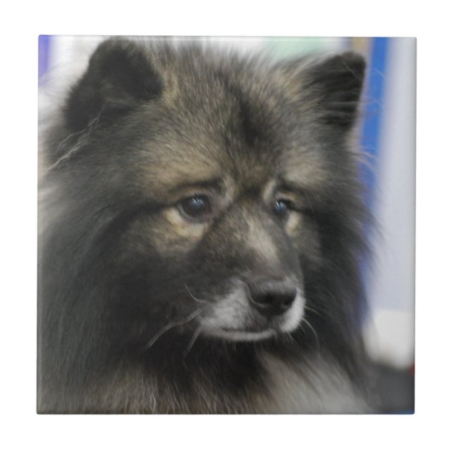 Teja del Keeshond (Frente)