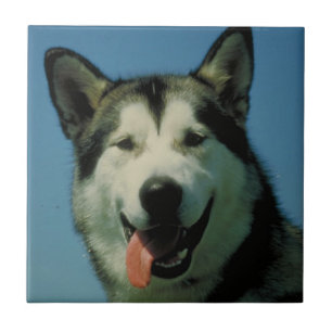 Teja del Malamute de Alaska