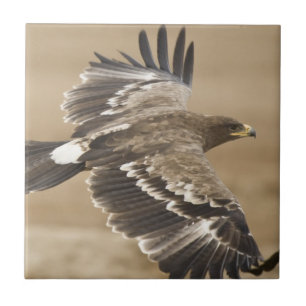 Teja del pájaro de Eagle del vuelo