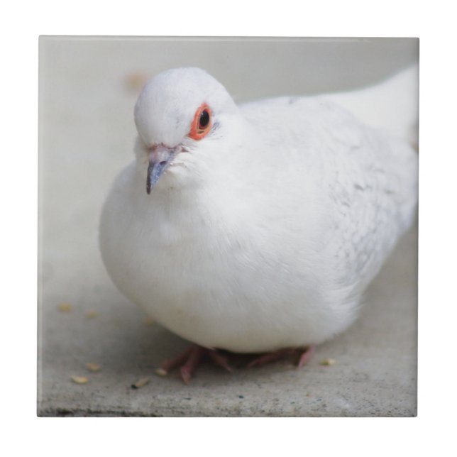 Teja del pájaro de la paloma del diamante (Frente)