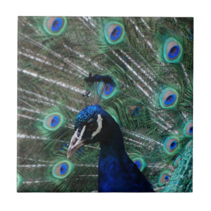 Teja del pájaro del Peafowl