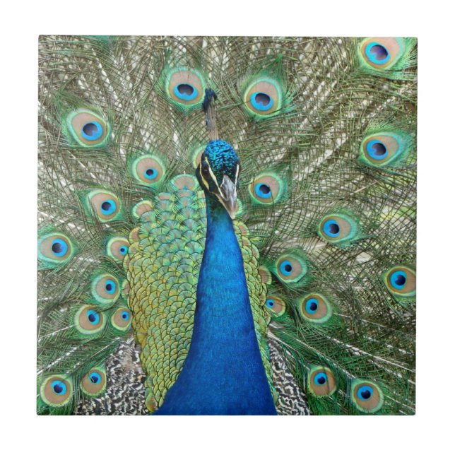 Teja del pavo real (Frente)