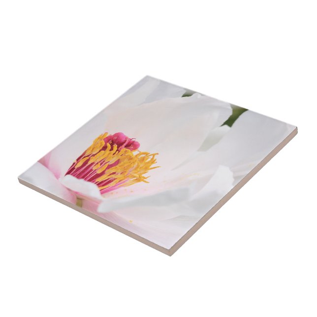 Teja del Peony (Lado)