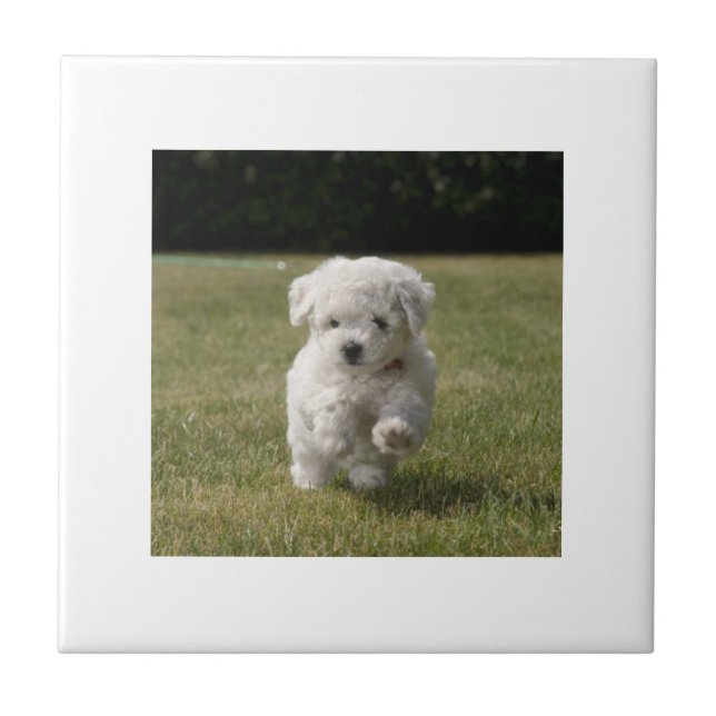 Teja del perrito de Bichon Frise (Frente)