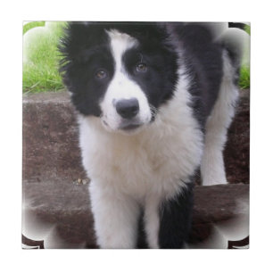 Teja del perrito del border collie