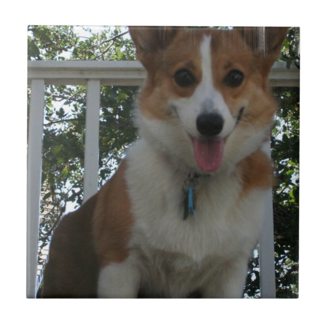 Teja del perrito del Corgi (Frente)