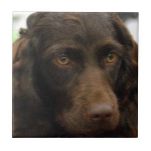 Teja del perro de aguas de Boykin