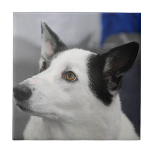 Teja del perro de Canaan