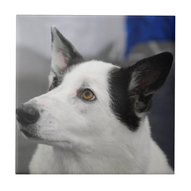 Teja del perro de Canaan (Frente)