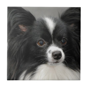Teja del perro de Papillon