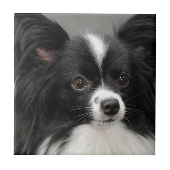 Teja del perro de Papillon (Frente)