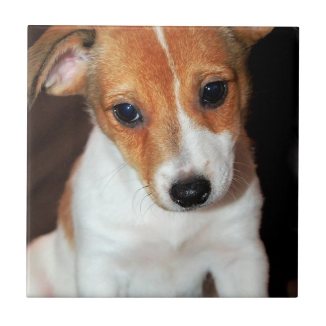 Teja del perro de perrito de Jack Russell Terrier (Frente)