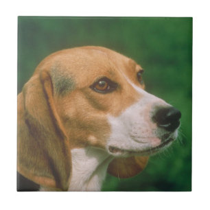 Teja del perro del beagle