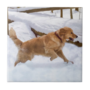 Teja del perro del golden retriever