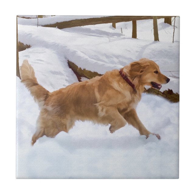 Teja del perro del golden retriever (Frente)