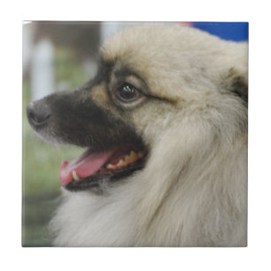 Teja del perro del Keeshond