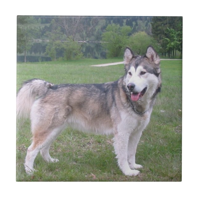 Teja del perro del Malamute de Alaska (Frente)