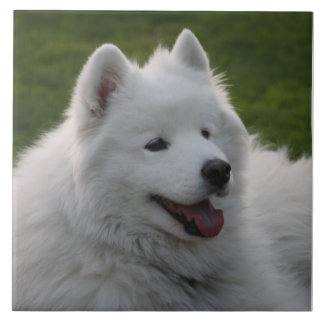 Teja del perro del samoyedo