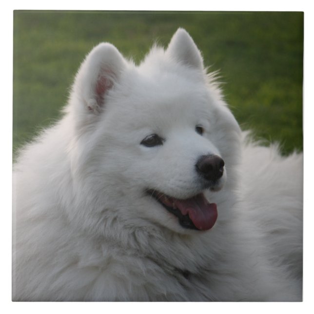 Teja del perro del samoyedo (Frente)