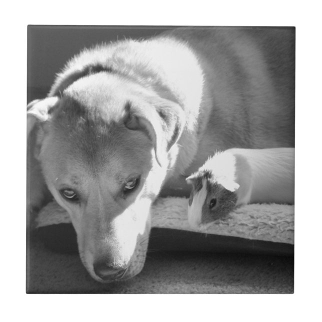 Teja del perro y del conejillo de Indias (Frente)