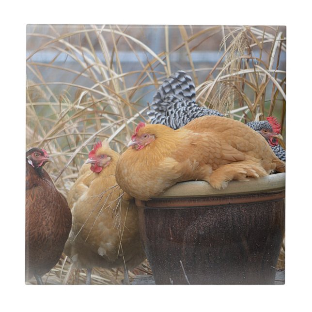 Teja del pollo (Frente)