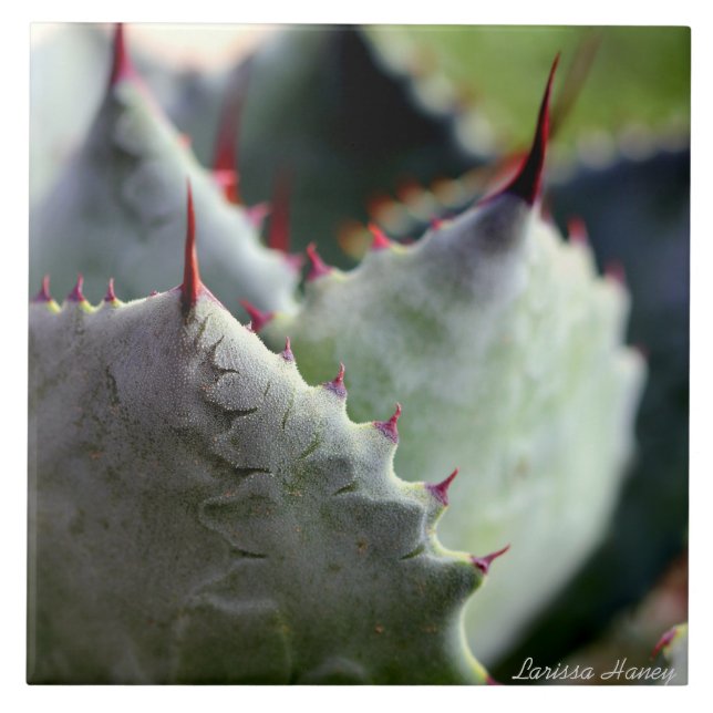 Teja del potatorum del agavo (Frente)