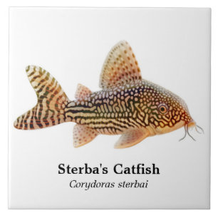 Teja del siluro de Corydoras Sterbai