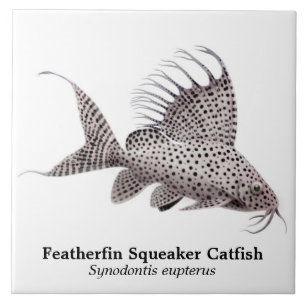 Teja del siluro de Synodontis Eupterus Featherfin
