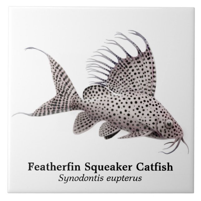 Teja del siluro de Synodontis Eupterus Featherfin (Frente)