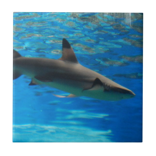 Teja del tiburón de la natación (Frente)