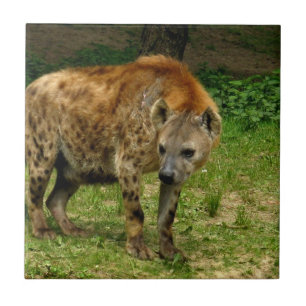 Teja del vagabundeo del Hyena
