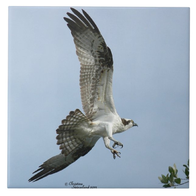 Teja del vuelo del pájaro de Osprey (Frente)