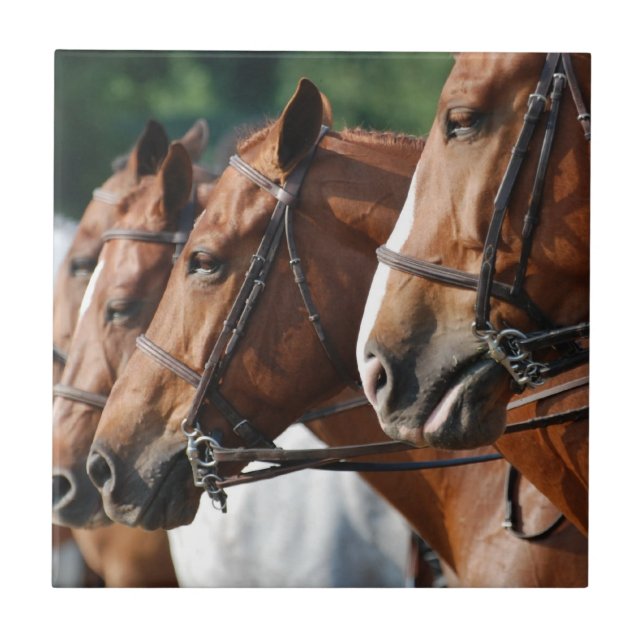 Teja equina de la demostración del caballo (Frente)