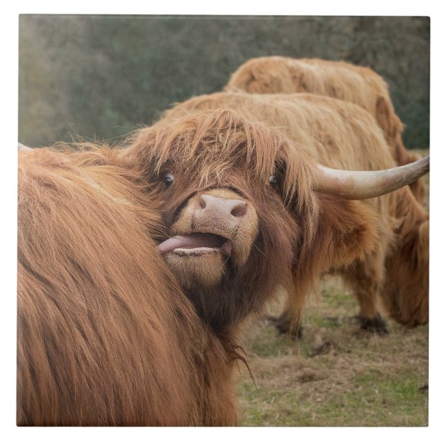 Teja escocesa de la vaca de la montaña (Frente)