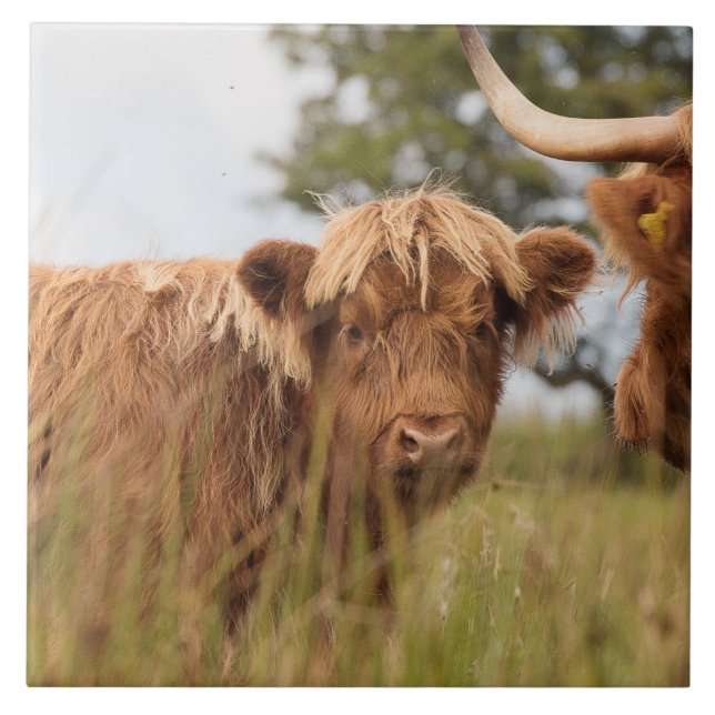 Teja escocesa de la vaca de la montaña (Frente)