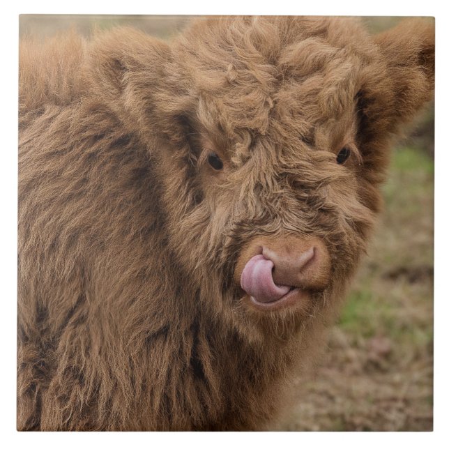 Teja escocesa de la vaca de la montaña (Frente)
