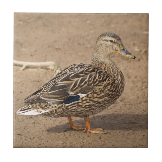 Teja femenina Trivet del pato del pato silvestre (Frente)