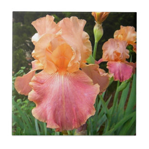 Teja floral del arte del iris del melocotón del B