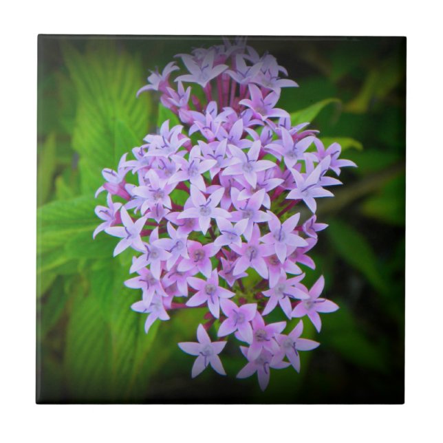 Teja hawaiana púrpura tropical de las flores (Frente)