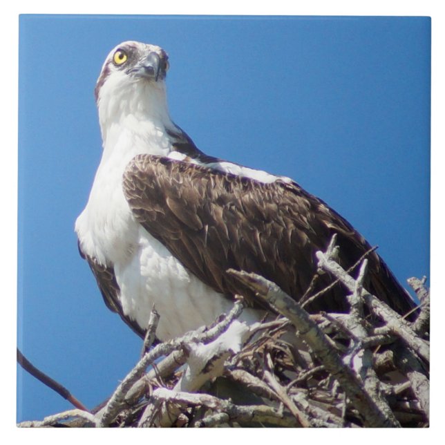 Teja hermosa del pájaro del halcón de Osprey (Frente)