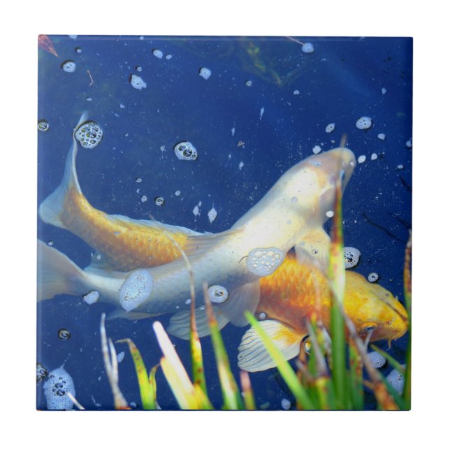 teja japonesa de la charca del koi (Frente)