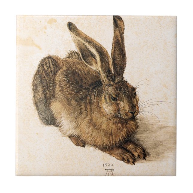 Teja joven de las liebres de Albrecht Durer (Frente)