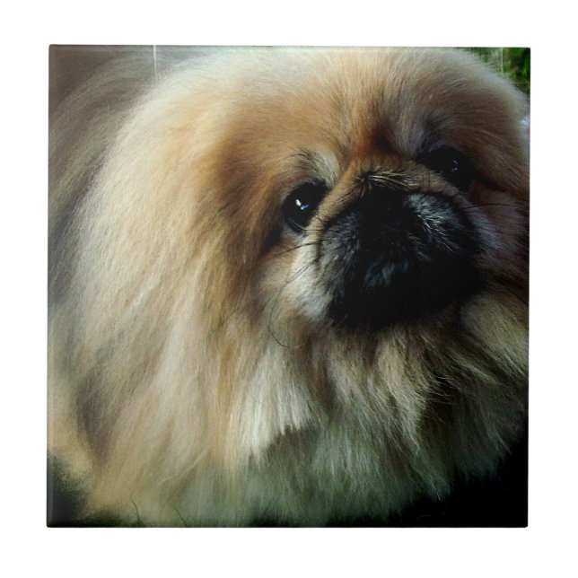 Teja linda de Pekingese (Frente)
