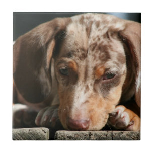 Teja linda del perrito de Daschund
