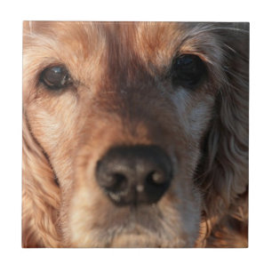 Teja linda del perro de aguas