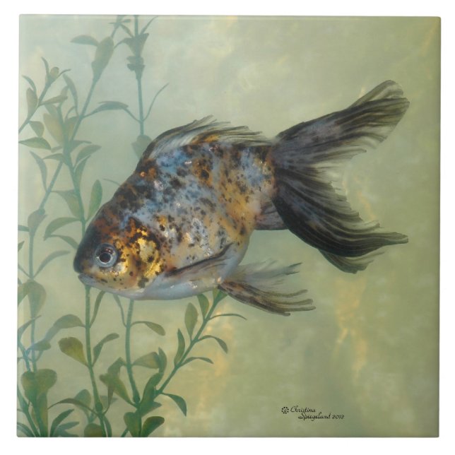 Teja magnífica del Goldfish del calicó de Ryukin (Frente)